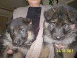 Собаки, щенки Немецкая овчарка, цена 1600 Грн., Фото