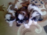 Собаки, щенки Ши-тцу, цена 3200 Грн., Фото
