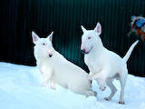 Собаки, щенята Бультер'єр, ціна 10500 Грн., Фото