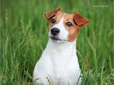 Собаки, щенята Джек Рассел тер'єр, ціна 5000 Грн., Фото