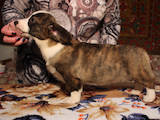 Собаки, щенята Вельш коргі кардіган, ціна 20000 Грн., Фото