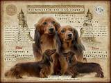Собаки, щенята Довгошерста мініатюрна такса, ціна 10000 Грн., Фото