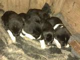 Собаки, щенки Восточно-Сибирская лайка, цена 1300 Грн., Фото