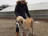 Собаки, щенки Среднеазиатская овчарка, цена 500 Грн., Фото