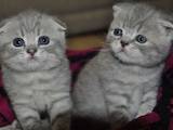 Кішки, кошенята Шотландська короткошерста, ціна 1200 Грн., Фото