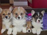 Собаки, щенки Вельш корги пемброк, цена 32000 Грн., Фото