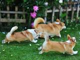 Собаки, щенята Вельш коргі пемброк, ціна 32000 Грн., Фото