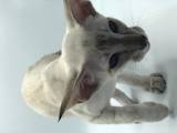 Кішки, кошенята Орієнтальна, ціна 8000 Грн., Фото