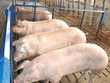 Животноводство,  Сельхоз животные Свиньи, цена 48.50 Грн., Фото