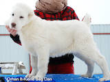Собаки, щенки Среднеазиатская овчарка, цена 15000 Грн., Фото