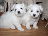 Собаки, щенки Мальтийская болонка, цена 7000 Грн., Фото
