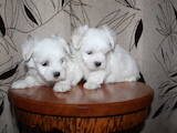 Собаки, щенки Мальтийская болонка, цена 7000 Грн., Фото
