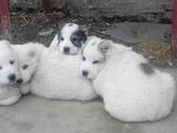 Собаки, щенки Среднеазиатская овчарка, цена 3100 Грн., Фото