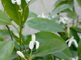 Домашние растения Цитрусовые растения, цена 50 Грн., Фото