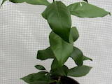 Домашні рослини Цитрусові рослини, ціна 300 Грн., Фото