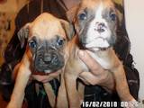 Собаки, щенки Боксер, цена 3850 Грн., Фото