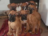 Собаки, щенята Боксер, ціна 3850 Грн., Фото