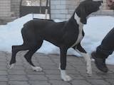 Собаки, щенята Німецький дог, ціна 12000 Грн., Фото