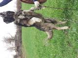 Собаки, щенки Кавказская овчарка, цена 3000 Грн., Фото
