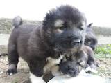 Собаки, щенята Кавказька вівчарка, ціна 3000 Грн., Фото