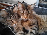 Кішки, кошенята Мейн-кун, ціна 4000 Грн., Фото
