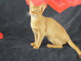 Кошки, котята Абиссинская, цена 15000 Грн., Фото
