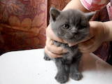 Кошки, котята Британская короткошерстная, цена 1300 Грн., Фото