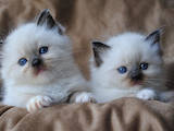 Кішки, кошенята Сіамська, Фото