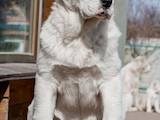 Собаки, щенята Середньоазіатська вівчарка, ціна 9000 Грн., Фото
