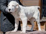 Собаки, щенята Середньоазіатська вівчарка, ціна 9000 Грн., Фото