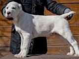 Собаки, щенки Среднеазиатская овчарка, цена 9000 Грн., Фото