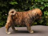 Собаки, щенята Акіта-іну, ціна 15000 Грн., Фото