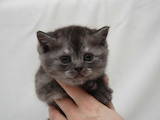 Кошки, котята Британская короткошерстная, цена 1000 Грн., Фото