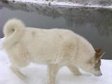 Собаки, щенята Східно-сибірська лайка, ціна 500 Грн., Фото