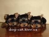 Собаки, щенки Йоркширский терьер, цена 15000 Грн., Фото