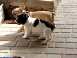 Собаки, щенки Французский бульдог, цена 3800 Грн., Фото