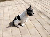 Собаки, щенки Французский бульдог, цена 3800 Грн., Фото