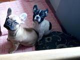 Собаки, щенята Французький бульдог, ціна 3800 Грн., Фото