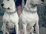 Собаки, щенки Аргентинский дог, цена 10000 Грн., Фото