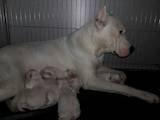 Собаки, щенята Аргентинський дог, ціна 10000 Грн., Фото