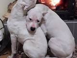 Собаки, щенята Аргентинський дог, ціна 10000 Грн., Фото