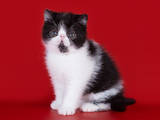 Кошки, котята Экзотическая короткошерстная, цена 10000 Грн., Фото