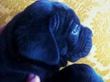 Собаки, щенки Кане Корсо, цена 3500 Грн., Фото