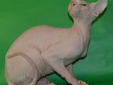 Кішки, кошенята Канадський сфінкс, ціна 5500 Грн., Фото