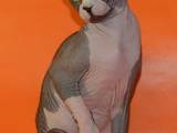 Кішки, кошенята Канадський сфінкс, ціна 5500 Грн., Фото