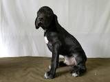 Собаки, щенки Английский пойнтер, цена 7500 Грн., Фото