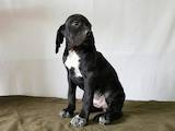 Собаки, щенята Англійський пойнтер, ціна 7500 Грн., Фото
