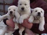 Собаки, щенки Среднеазиатская овчарка, цена 13000 Грн., Фото