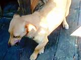 Собаки, щенята Гладкошерста такса, ціна 450 Грн., Фото