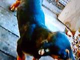 Собаки, щенята Гладкошерста такса, ціна 450 Грн., Фото